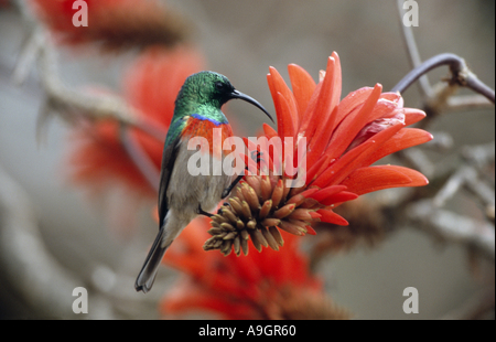 größere Doppel-Kragen Sunbird (Nectarinia Afra), Männlich, Fütterung auf eine Blume von der rote heiße Poker-Baum, Südafrika, Blyde Riv Stockfoto