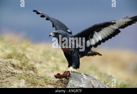 Schakal Mäusebussard (Buteo Rufofuscus), Landung, Südafrika, Riesen Castle Game Reserve, Aug 04. Stockfoto