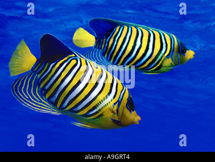 Königliche Kaiserfisch, blau-gebändert Kaiserfisch, königliche Kaiserfisch (Pygoplites Diacanthus), Vertrieb: Indischer Ozean Stockfoto