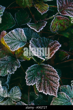 Herbstlaub geätzt in Frost Dorset England UK Stockfoto