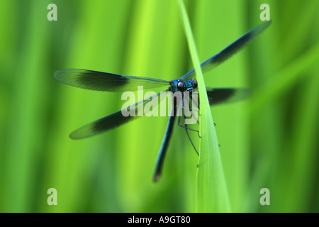 gebänderten Schwarzflügel, gebändert Agrios, Gebänderten Prachtlibelle (Calopteryx Splendens, Agrios Splendens), Männchen sitzen auf Grashalm, G Stockfoto