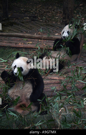 Panda in Chengdu Panda Reservat Stockfoto