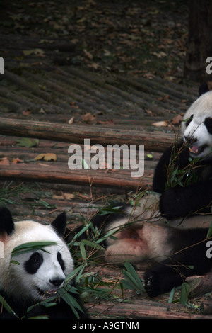 Panda in Chengdu Panda Reservat Stockfoto