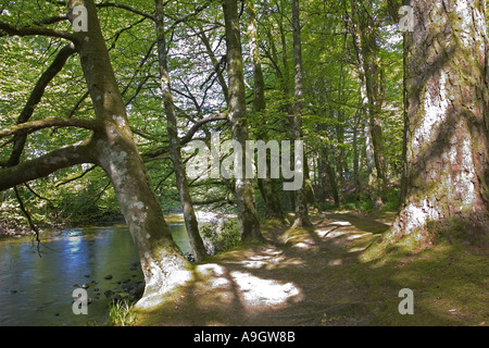 Riverine Wald Glencoe in der Nähe von Fort William Scotland Stockfoto