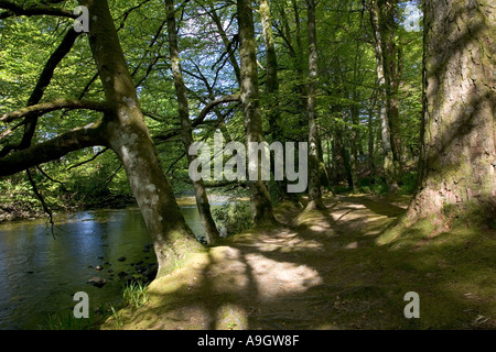 Riverine Wald Glencoe in der Nähe von Fort William Scotland Stockfoto