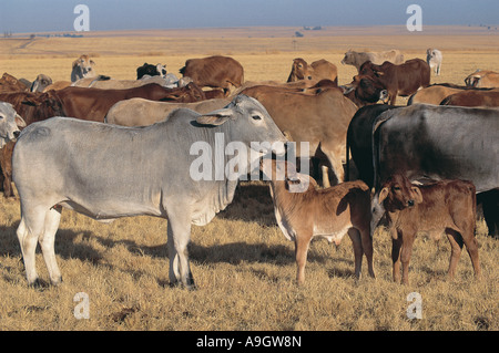 Herde von Bhraman Vieh Südafrika ein Kalb ist die Wamme seiner Mutter lecken Stockfoto