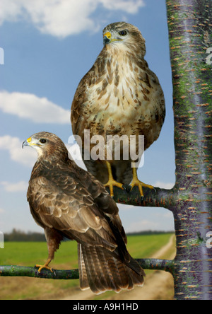 Eurasischer Bussard (Buteo Buteo), zwei Personen, auf Ast sitzend, komponieren Stockfoto