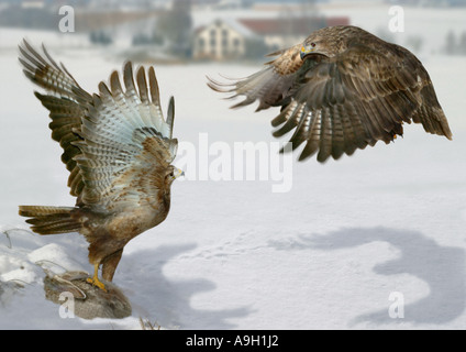 Eurasischer Bussard (Buteo Buteo), zwei Personen, um Beute kämpfen Stockfoto