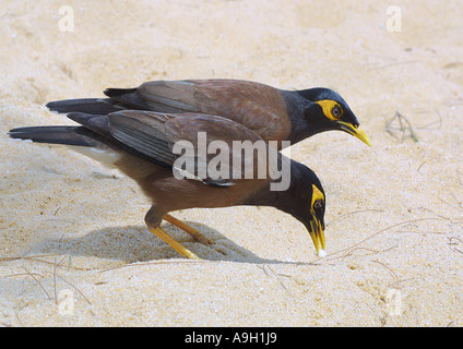 gemeinsamen Mynah (Acridotheres Tristis), Fütterung Stockfoto