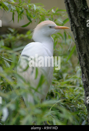 Kuhreiher, Buff-backed Reiher (Bubulcus Ibis, Ardeola Ibis), sitzt im Baum Stockfoto