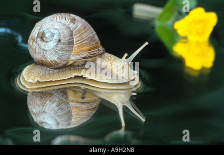 Römische Schnecke, Schnecken, Schnecken Schnecke, essbare Schnecken, Apfelschnecke, Weinrebe Schnecke, Weinbergschnecke, Rebe-Schnecke (Helix Pomatia), Stockfoto