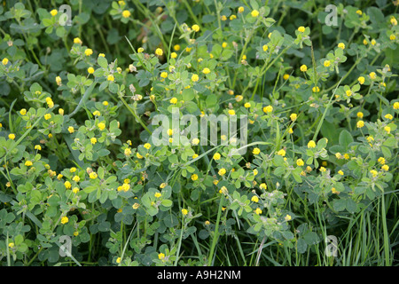 Schwarzer Medick, Medicago lupulina, Fabaceae Stockfoto