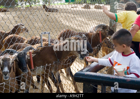 Ein kleiner Junge füttern Ziegen im Zoo Stockfoto