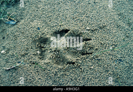 Europäische graue Wolf (Canis Lupus Lupus), Fuß Strecken, Kanada, Burnside-River, Nord-West-Territories Stockfoto