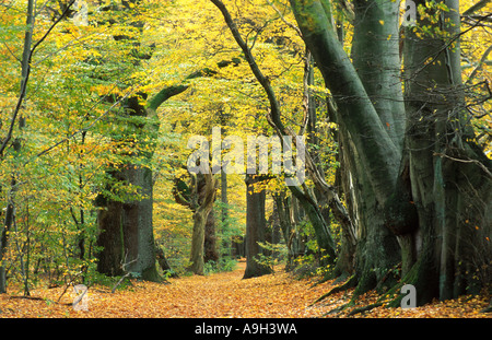 Eiche und Buche Baum im Herbst, Herbst farbig gemischt Wald, Deutschland, Ost-Westfalen-Lippe Stockfoto