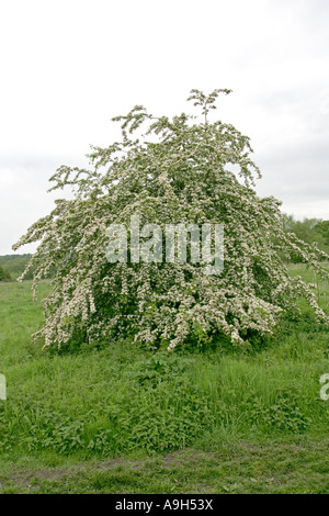 Weißdornbaum, Crataegus monogyna, Rosaceae Stockfoto