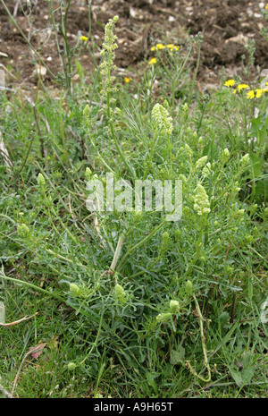 Wilde Mignonette, Reseda lutea, Resedaceae Stockfoto