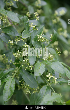 Baum in Blüte, Euonymus Europaeus, Celastraceae Spindel Stockfoto