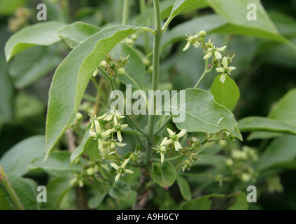 Baum in Blüte, Euonymus Europaeus, Celastraceae Spindel Stockfoto