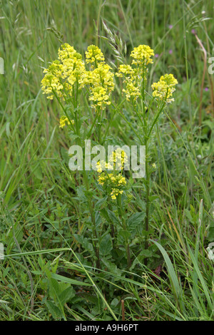 Gemeinsamen Winterkresse, Barbarea Vulgaris, Brassicaceae (Cruciferae), auch bekannt als gelbe Rakete. Stockfoto