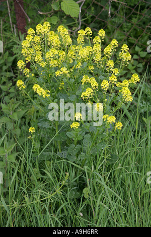 Gemeinsamen Winterkresse, Barbarea Vulgaris, Brassicaceae (Cruciferae), auch bekannt als gelbe Rakete. Stockfoto