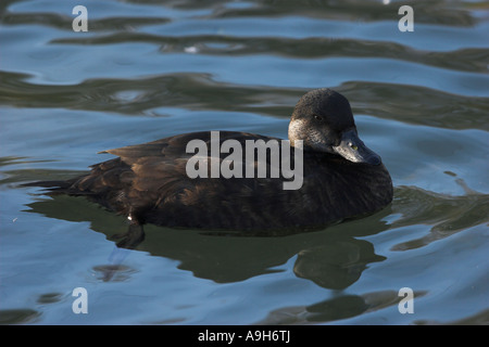 Gemeinsamen Scoter Melanitta Nigra Erwachsenen weiblichen Gefangenen Stockfoto