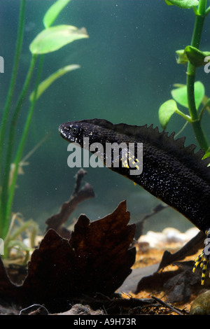 Great Crested Newt Triturus Cristatus männlich in der Zucht Farben unter Wasser gefangen Stockfoto