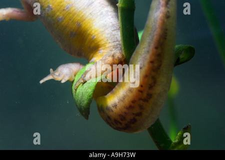 Handförmig Newt weibliche Verlegung auf Blatt Unterwasser Triturus Helveticus Captive Eiern Stockfoto