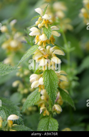 Gelber Erzengel, Lamium galeobdolon, (Galeobdolon luteum), Lamiaceae. Eine der toten Brennnessel, auch bekannt als Weasel Snout. Stockfoto