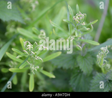 Gemeinsamen Hackmesser oder Goose Grass Galium Aparine Rubiaceae Stockfoto