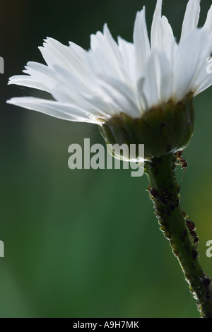 Schwarzer Garten Ameisen Lasius Niger tendenziell Blattläuse auf Daisy Dorset UK Stockfoto