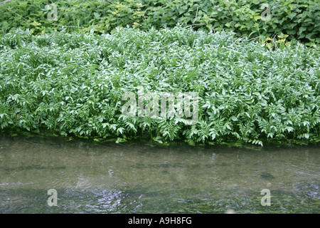 Narren Wasserkresse, Apium nodiflorum, Umbelliferae. Wächst entlang der Ufer des Flusses Chess, Hertfordshire, Großbritannien Stockfoto
