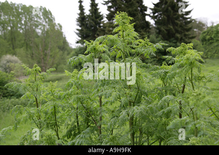 Gift Hemlock, Conium maculatum, Apiaceae Stockfoto
