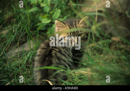 Hauskatze - sitzen vor einer Schüssel Stockfoto, Bild ...