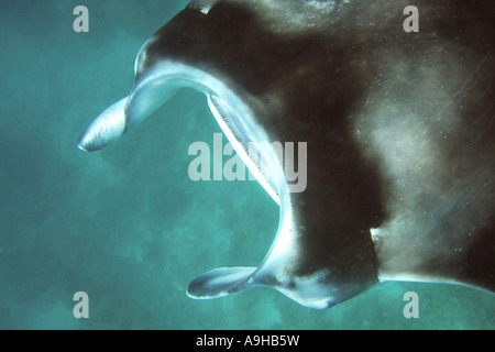 Top-down-Sicht auf einen Mantarochen unter Wasser Stockfoto