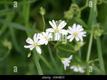 Größere Stitchwort, Stellaria holostea Stockfoto