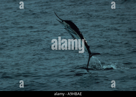 Remora an Unterseite angebracht Fisch gestreifter Marlin Tetrapturus Audax springen aus dem Wasser Stockfoto