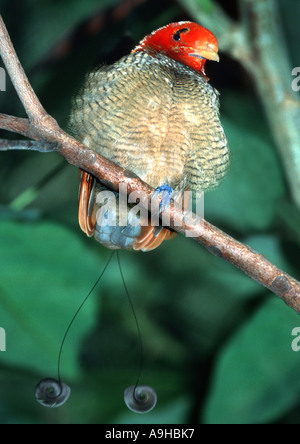 König der Paradiesvogel (Cicinnurus Regius), Männlich Stockfoto