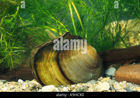gemeinsamen Teich Muschel (Anodonta Anodonta), am Fluss Boden