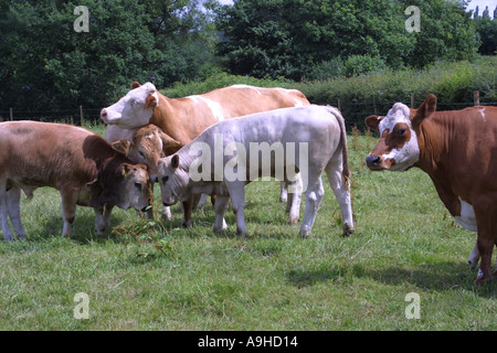 Junge Kühe oder Färsen mit jungen Bullen füttern und Spielen in einem Feld Hampshire, England Stockfoto