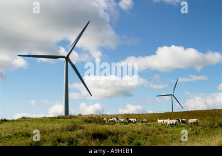 Windenergieanlagen zur Stromerzeugung für den Teil des Cumbria Großbritannien auf Lambrigg Windpark mit Schafe auf Ackerland um Turbinen Stockfoto