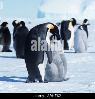 Kaiserpinguin (Aptenodytes Forsteri), Fütterung der Küken, Antarktis Stockfoto