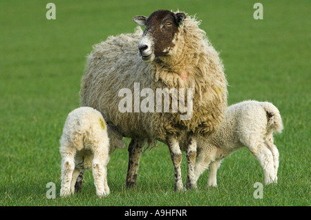 Maultier X Texel gekreuzt Lämmer Fütterung aus ihrer Mutter Stockfoto