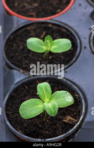 Sonnenblume Sämlinge in Töpfe in organischen Böden neu gepflanzt Stockfoto