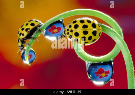 Twentytwo-Spot Ladybird Käfer (Thea Vigintiduopunctata), am Grashalm, Reflexion der Blüten in Wassertropfen Stockfoto