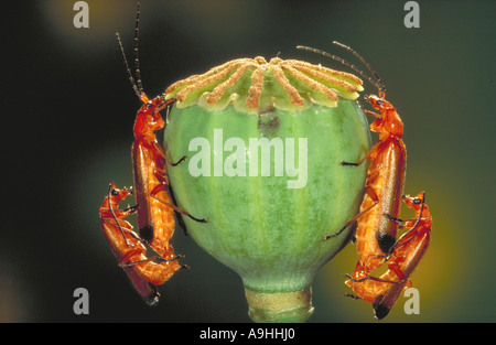 Gewöhnlicher Roter Soldat-Käfer Blutsauger-Käfer, der sich auf Mohn paart Stockfoto