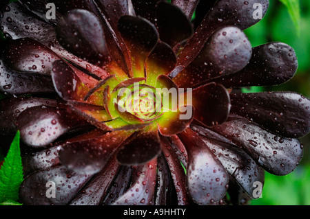 Aeonium Stockfoto