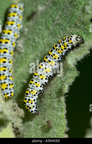 Die Raupen der Königskerze ernähren sich von Mülein, Verbascum, Cucullia verbasci, Wales, Großbritannien. Stockfoto