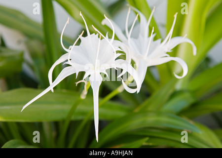 Weiße Tropenblume Stockfoto
