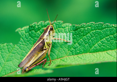 Heuschrecke auf einem teilweise gegessen Blatt sitzen Stockfoto